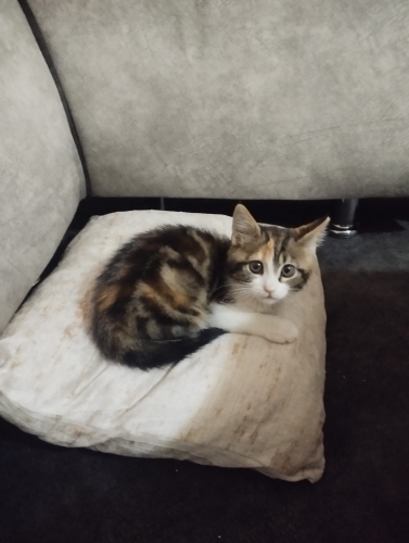 Aşırı oyuncu çok tatlı fotoğraf