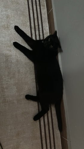 köftemiz kalıcı yuvasını arıyor. fotoğraf