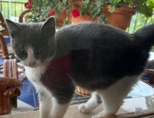 British shorthair kırması iki aylık güzellik fotoğraf