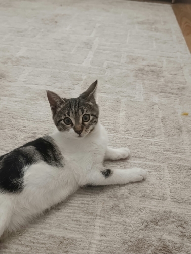 Acil yuva arıyoruz fotoğraf
