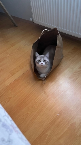 2 YAŞINDA SESSİZ Erkek kısır tüm aşıları tam fotoğraf