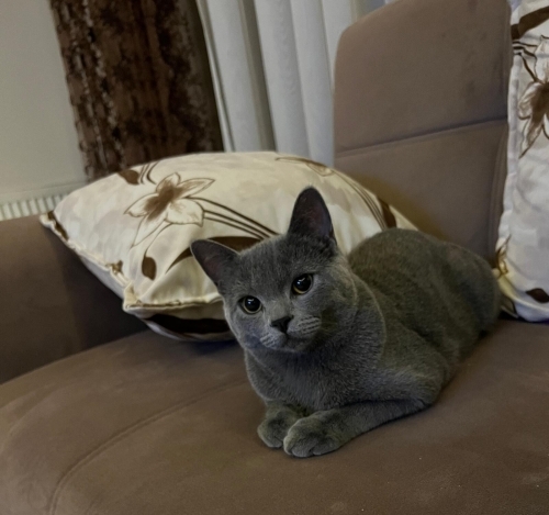 Tatlı mayamız için güzel bir yuva arıyoruz fotoğraf