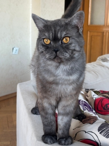 british shorthair erkek yuva ariyor fotoğraf