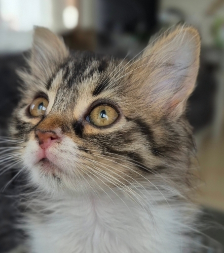 Lila için yuva olur musun fotoğraf