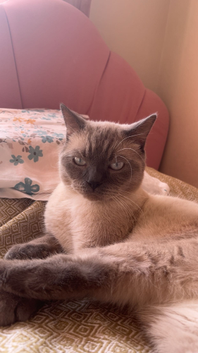 Uykucu ve obur charlie fotoğraf