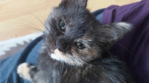 Rengimden dolayı sahiplenilmeye değer değil miyim ? ( Tortoiseshell ) fotoğraf