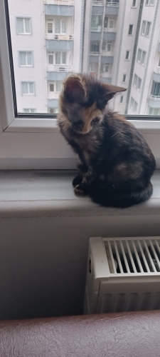 Kalıcı bir yuvası olsun istiyoruz fotoğraf