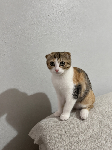 🐾 Pamuk Gibi Minik Yavrumuza Sevgi Dolu Yuva Arıyoruz 🐾 fotoğraf