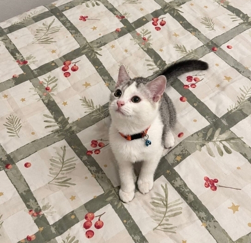 🐾 Sevimli ve Oyuncu Minik Dostumuza Sıcak Bir Yuva 🏡 fotoğraf
