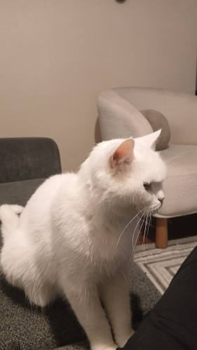 Çok tatlı kendi halinde ilgi isteyen bir kedi fotoğraf