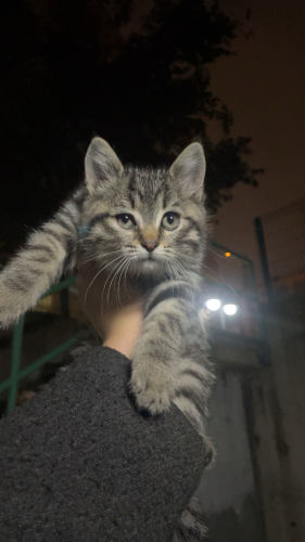 Minicik dünya güzeli tekir fotoğraf