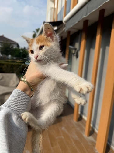 4 Kardeşinin Arasından Sadece O Hayata Tutunabildi, Şimdi Yeni Yuvasını Arıyor💛 fotoğraf