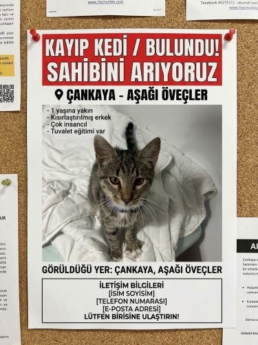 Ben kayboldum yuvam olur musun? fotoğraf