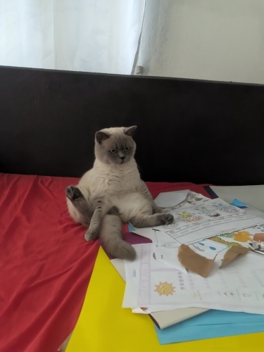 Pasaportlu cipli fotoğraf