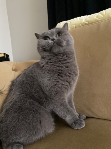 🤍 3 Yaşında, Kısır ve Aşılı Uysal Bir Güzellik Ömürlük Yuvasını Arıyor 🐾 fotoğraf