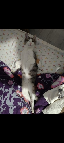 Tilki 6 aylık bebek oyuncu fotoğraf