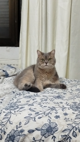 Sokaktan bulundu kocaman bir tüy yumağı fotoğraf