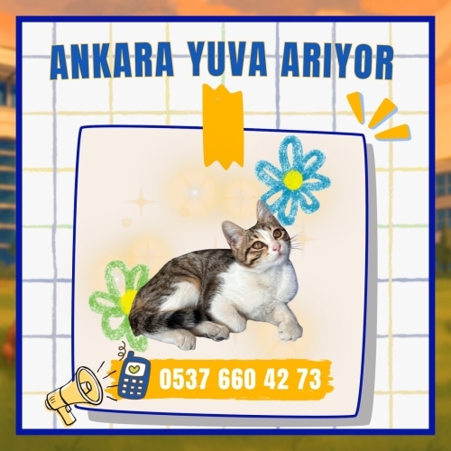 temas bağlımlısı miniğe acil kalıcı yuva fotoğraf