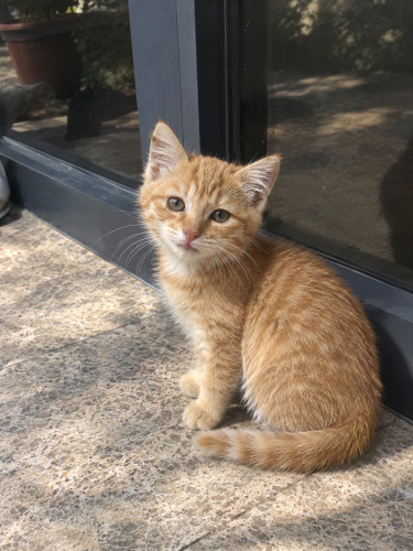 1.5 aylık turuncu kedi fotoğraf