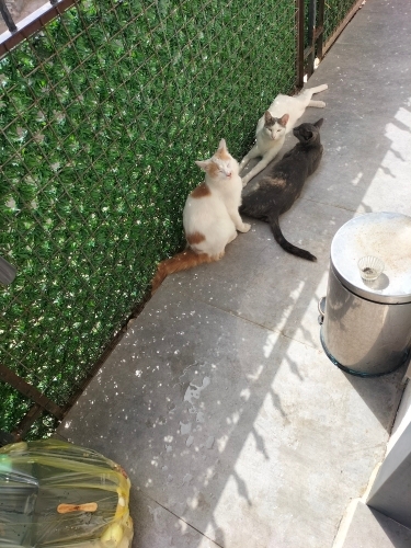 Iki kardes ve bir yegen kedi ücüde beraber hep bahcede ve disarda fotoğraf