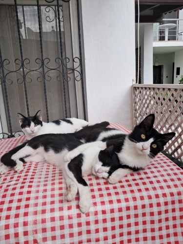 3 tatlılar tatlısı kardeş. Lütfen kedi sahiplenmek isteyenler açıklamayı okusun. fotoğraf
