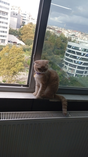 Scottish fold ömürlük yuva ariyorum fotoğraf