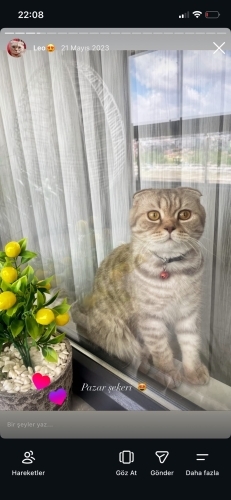 LEOMUZ ÜCRETSİZ SAHİPLENDİRİLECEKTİR. fotoğraf