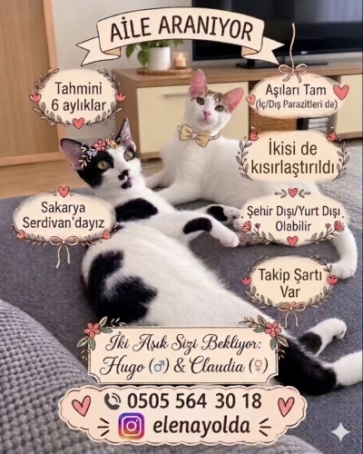 SON 10 GÜN! ACİL YUVA! fotoğraf