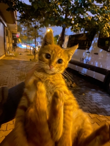 Balım kızımıza ömürlük yuva arıyoruz. fotoğraf