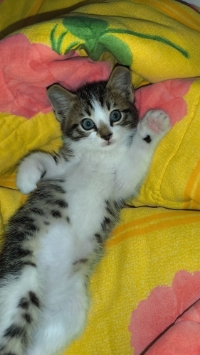 Tarçına yuva arıyoruz fotoğraf