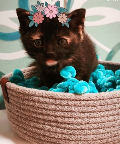 Fırfır kardeşlere yuva🌸🐾🐦 fotoğraf