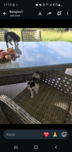MİNİK YAVRU KALICI YUVA ARIYOR fotoğraf