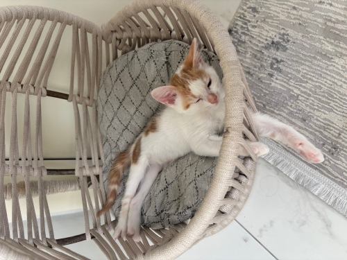 Fındık için ömürlük yuva fotoğraf