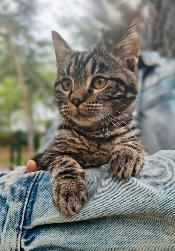 Mıstık için sıcak bir yuva arıyoruz fotoğraf