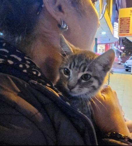 Acil yuva aranıyor fotoğraf
