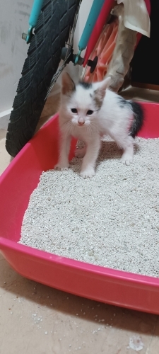 6 haftalık yavru kedi fotoğraf