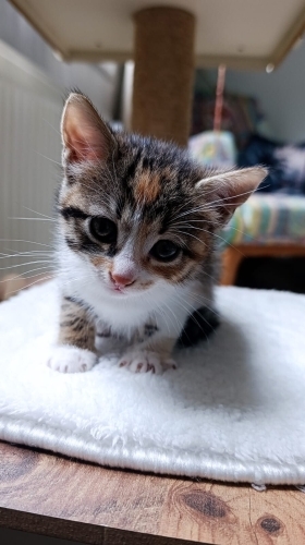 Minik patilime yuva olur musunuz fotoğraf