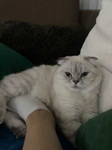 Erkek, kısır, kucak delisi Aslan için ömürlük yuva fotoğraf