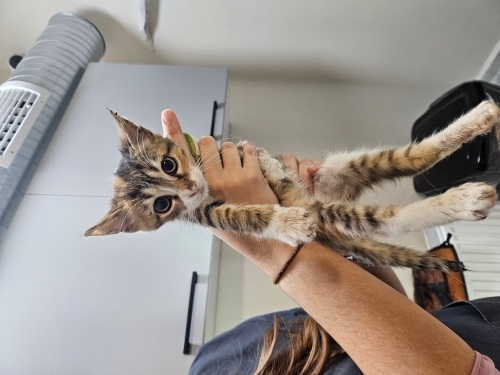 Veteriner kliniğinde koruma altında acil 3 patili fotoğraf