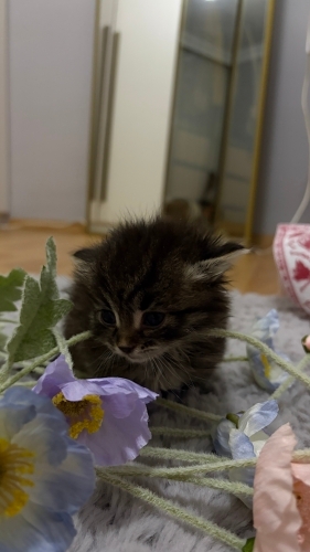 Miniğimiz yuva arıyor fotoğraf