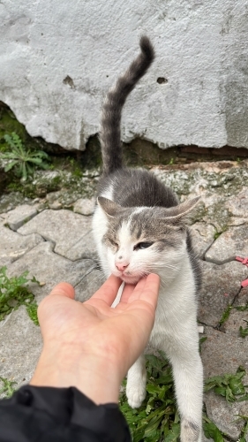 İKİ GÖZÜ DE KÖR Bİ KEDİ LÜTFEN YARDIMCI OLUN fotoğraf