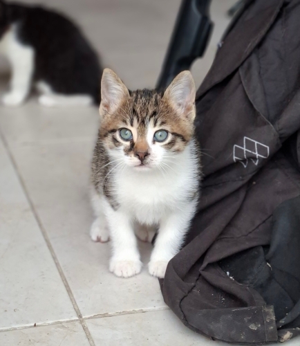 İki kardeşe yuva arıyoruz fotoğraf