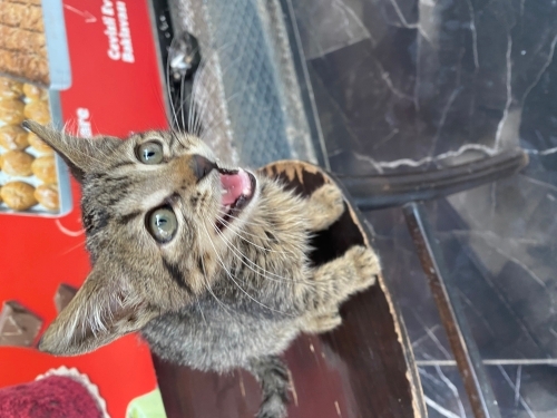 miniş annesiz sokaktan kurtaralım fotoğraf