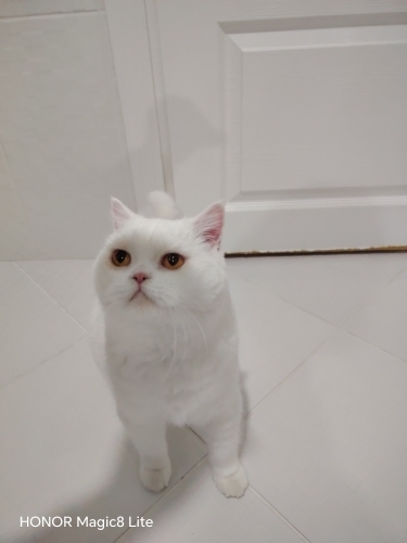 Kizimiza Yuva Arıyoruz fotoğraf