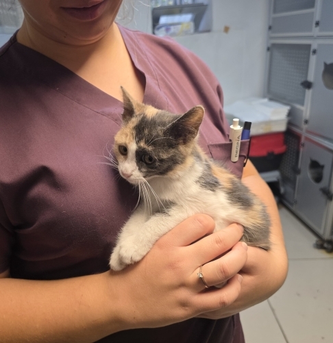 5 aylık Calico yavru kedi, dünya tatlısı, kısırlaştırması bizden fotoğraf