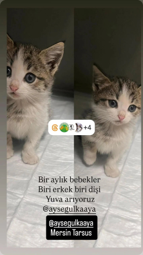 Biblo bebeklere yuva arıyoruz. fotoğraf
