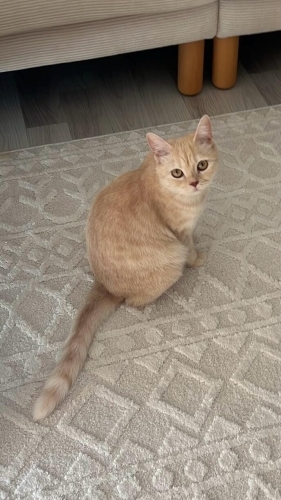 Kısır dişi british shorthair kedi fotoğraf