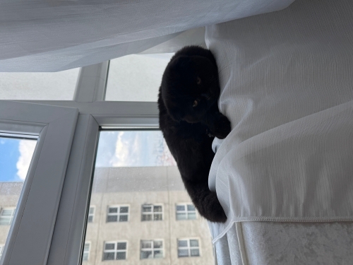 Zeytin oyun oynamayı seven zeytin gözlüm fotoğraf