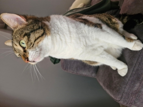 5 yasinda tekir kedi fotoğraf