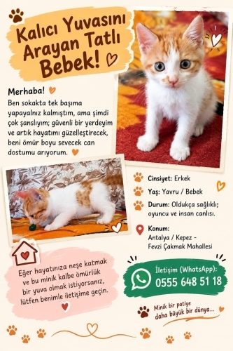 Acil Kalıcı Yuva Arıyoruz. Bulunduğu Yerde Sokakta Yaşaması Çok Zor fotoğraf